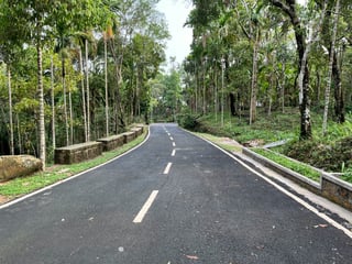 Road and palm trees in India