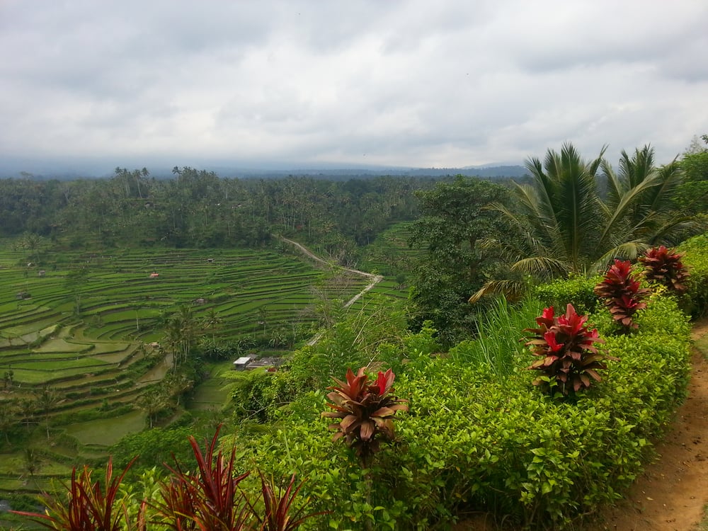Ricefields on Bali