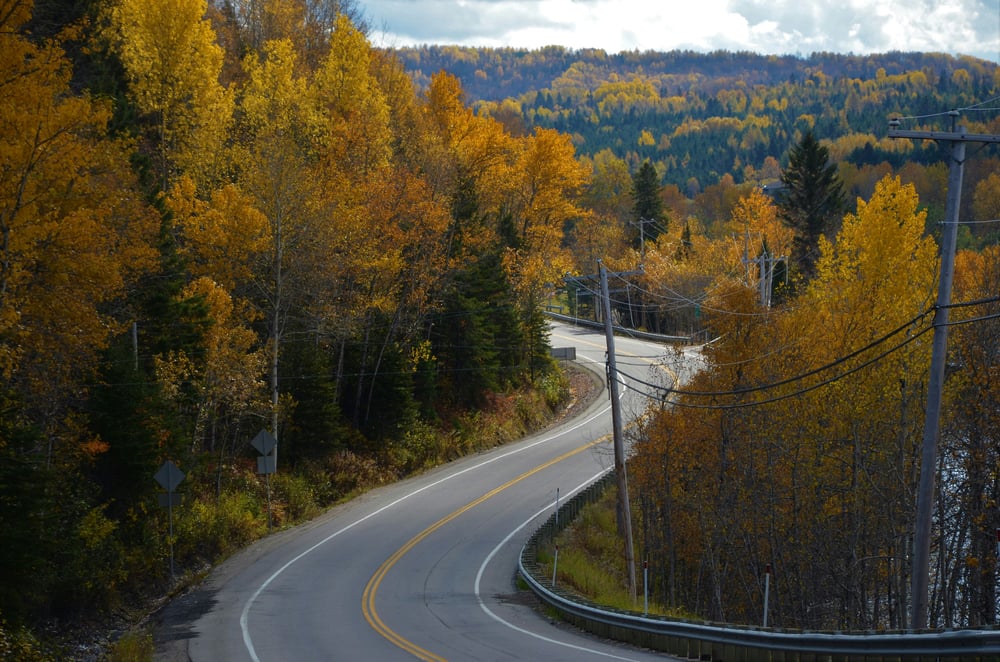 Road through autumn forest