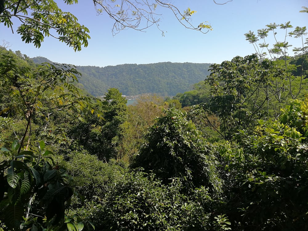 View from tree house in Golfito, Costa Rica