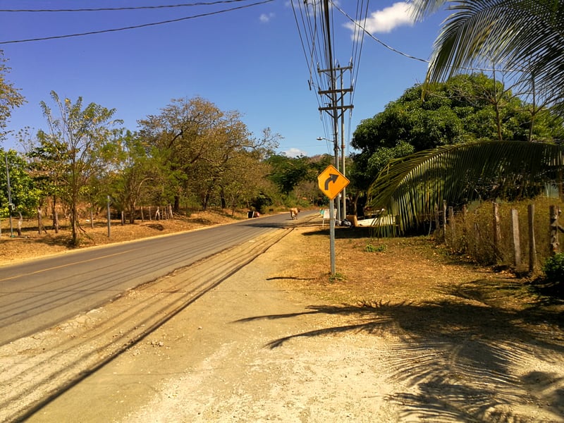 Cow on a street in a village in Costa Rica