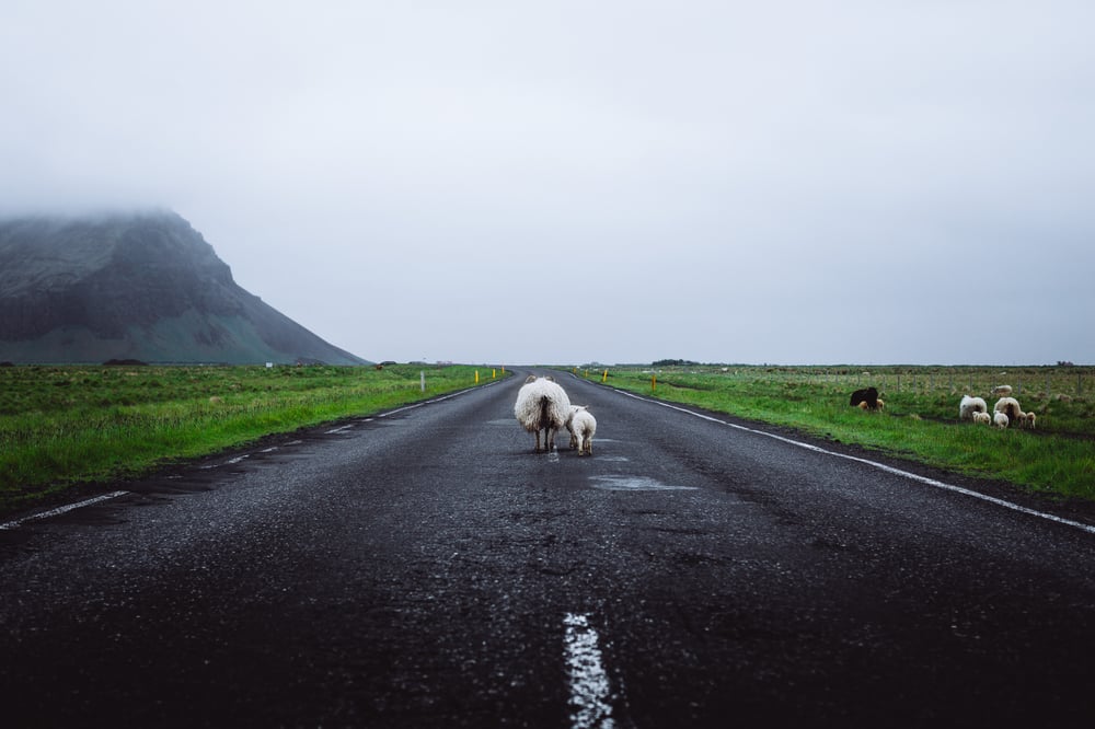 Grazing animals on the roadside can suddenly cross
