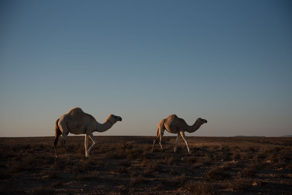 Camels encountered during a road trip through the desert of Jordan
