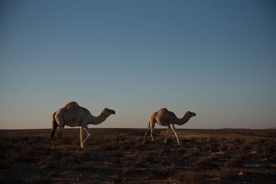 Camels encountered during a road trip through the desert of Jordan