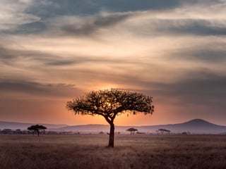 A lone tree in an African savanna during sunset