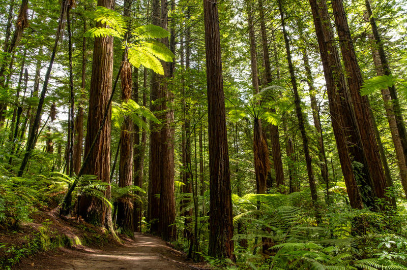 Hiking trail with very tall trees in Rotorura Whakarewarewa forest