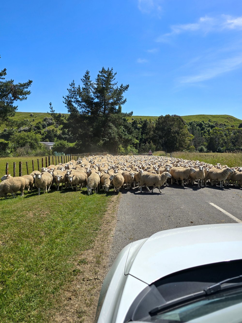A flock of sheep crossing the road while a car drives up