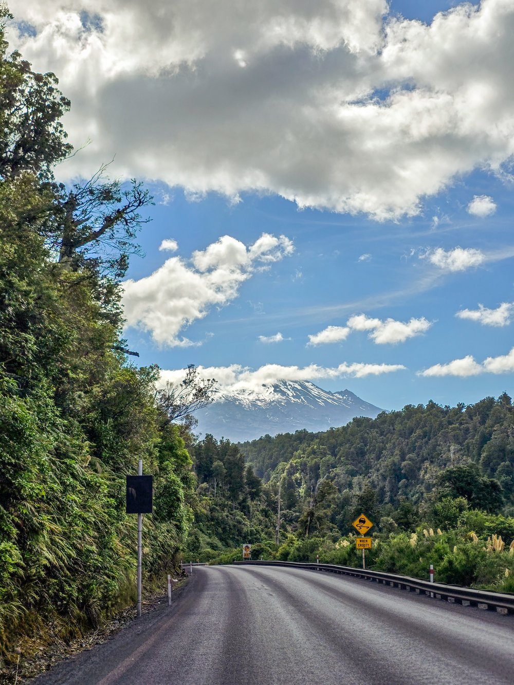 Road through the forest of Tongariro