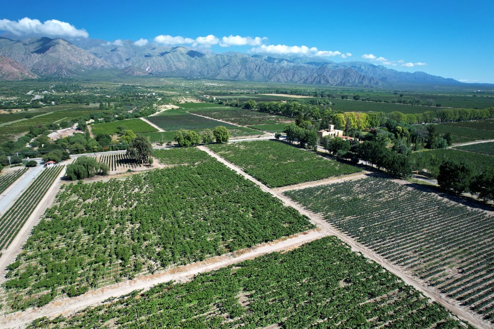 View on the grapefields of Cafayate, Argentina